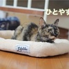 猫の介護 : あちこちにクッション