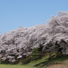 今からでも間に合う？2022年の桜の古墳