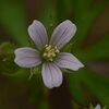 アメリカフウロの花