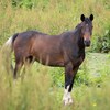 馬は繊細な生き物です