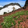 鳥海山ー残雪と花の季節ー