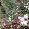 イワウチワ見頃　横根山