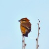 近くの公園に野鳥を探しに行ってきました♪