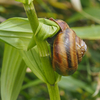 コバイケイソウの葉を食べているようです