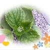 紫陽花に蕾が見え始めました