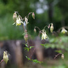 咲き始めた夏の花たち