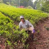 お茶刈り🍵の様子などなど