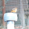 ジィちゃんと探鳥、城山湖のジョウビタキ他/2021-01-14