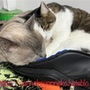 何でもベッドにしてしまう我が家の五猫その2