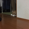 土曜日の恋猫！