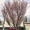 東海桜