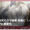 【クマイシス？！＝頻発するクマ被害……12／19－20　年の瀬も相次ぐクマ被害　眠らぬクマに異変も】＃497