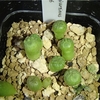 Pseudolithos migiurtinus