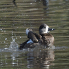 近所の公園に鳥を見に行った日記（２０２２　０３２１）その３。