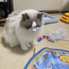 今夜は熱心にバードウォッチングしてから追いかけっこして遊んだふくちゃん