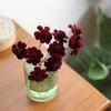 秋の花、思案中です。