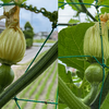 いつもと違う今年の夏野菜