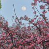 桜の上に淡い月