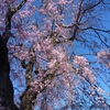 しだれ桜彩る公園で