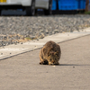 東北東部北離島のねこさん