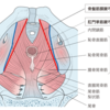 知っておきたい解剖：endopelvic fascia