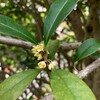かそけき香り