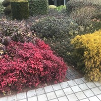 シンボルツリー下のグランドカバー 低木を組み合わせて常緑 手間いらずな寄せ植えに パパの手間いらず庭づくり シンボルツリー下のグランドカバー 低木を組み合わせて常緑 手間いらずな寄せ植えに パパの手間いらず庭づくり