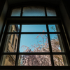 窓から見る春景-京都府庁旧本館-