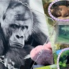 暑い日の動物さんとイケメンゴリラさん探し笑　東山動植物園♪
