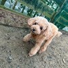 老犬ホームあん｜新人さん ハチ＆ナナ^^