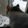 雪が積もりました。