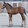 セレクトセール出身馬【アドマイヤデイトナ(Admire Daytona)】が「UAEダービー(G2)」を優勝