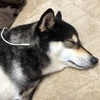 【100均】これ最強かも？充電ケーブルを補修してみた。【ダイソー】