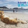 12/14から❗️❗️様々な猫さんの姿を捉えた写真展「猫色色2018」が大阪で開催❗️❗️