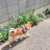 久しぶりのロング散歩、だよ