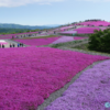 「芝桜ヌボー」の仕込みが始まった　　　　―茶臼山高原の新しい区画で植栽開始―