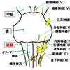   【基礎から学ぶ】延髄【解剖生理学】