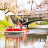 花の浮き橋：松川べり