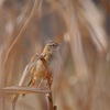 今年の野鳥写真を3枚