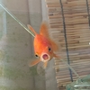 全体に緑苔が付く金魚水槽
