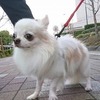 No.201118B-CWM（チワワ 6歳位 2.3Kg ♂)