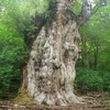 No.280【鹿児島県】生ける伝説「縄文杉」！屋久島を12時間登山できる者だけ辿り着く世界！