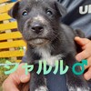 子犬の飼い主さんを探すご協力・根室～リンちゃんベイビー