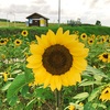 北海道のひまわり畑とローズガーデンとトマト園【フォトコン】.