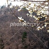 春の里山 木蓮 秋田県美郷町金沢公園