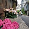 ５月４日の道後温泉の情景　＆四国の猫さま４