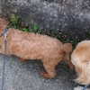 体拭きをした直後にお散歩しちゃった