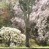 花めぐりシリーズ： 世羅甲山ふれあいの里・桜まつり ④（広島県世羅郡世羅町）