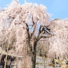 「桜の銘木を見に行く」