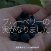 1373食目「ブルーベリーの実がなりました」二田哲博クリニック姪浜の2F
